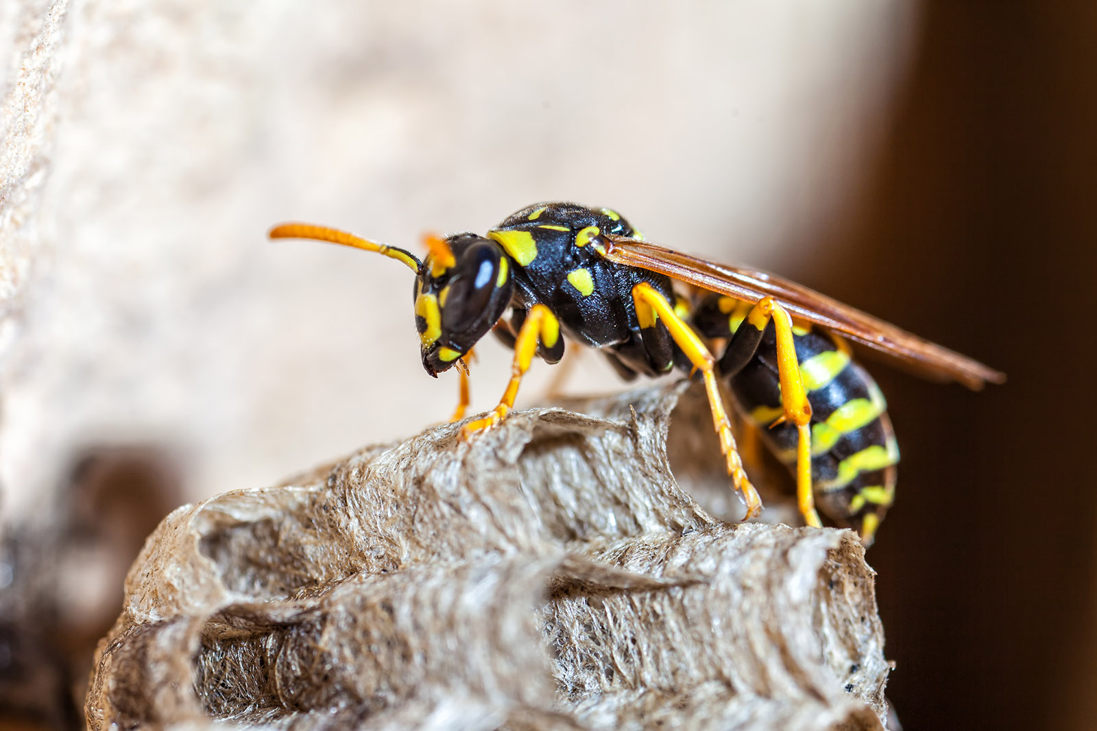 A young Paper Wasp Queen builds a nest to start a new colony.