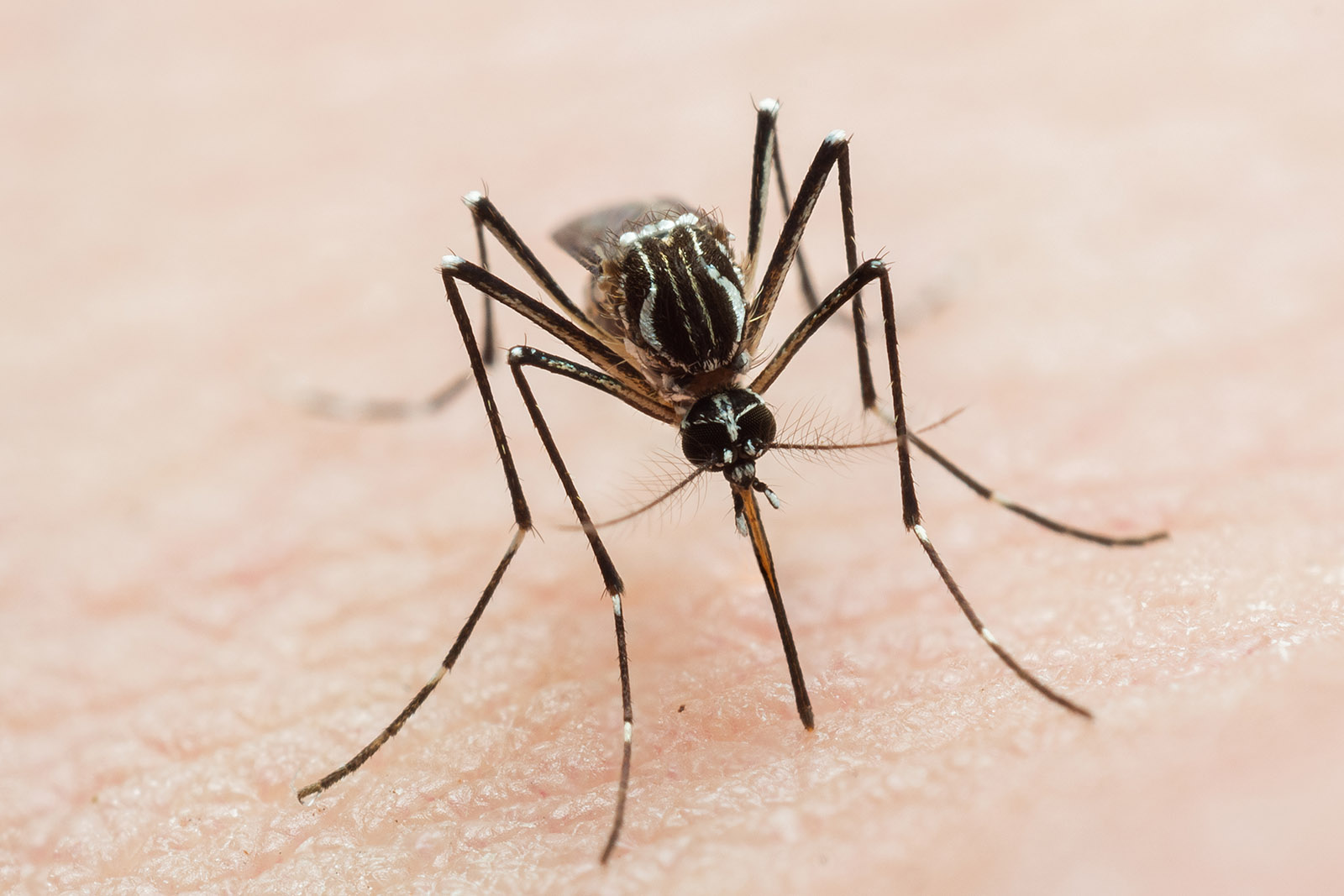 Frontal close-up of a mosquito sucking blood